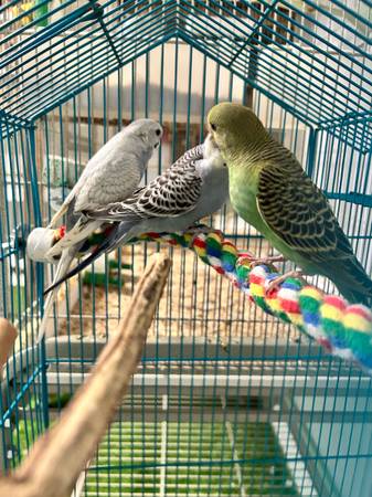 Parakeets 1