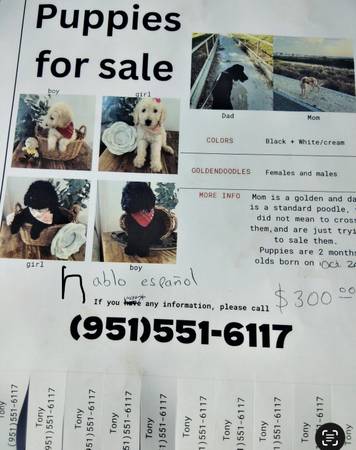 Golden noodle dogs 1