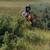 Fun and safe kids horse, family horse, etc 2 thumbnail