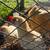 Rooster 3 thumbnail