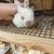 Baby plush rex rabbits 3 thumbnail