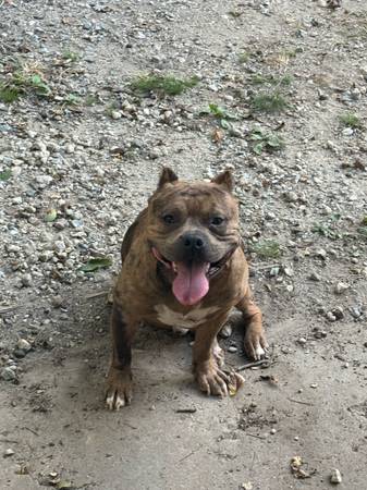 ¡¡¡¡¡¡! MACHO de 12 meses merle (Albemarle)63927657522051122