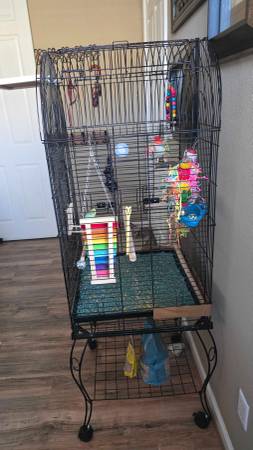 Rehoming our Parakeet - with cage and all Accessories63679359612545123