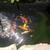 Koi Fisl Large 1 thumbnail