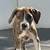 Rehoming Extra Large Pit Bull Puppies 1 thumbnail