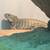 Rhino Iguana 3 thumbnail