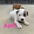 Pit/Cane Corso Puppies 6 thumbnail