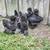 Adorable Bantam Pullets 2 thumbnail