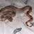 Rehoming baby boa 4 thumbnail