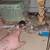 Pet rats for rehoming (not snake food) 3 thumbnail
