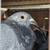 Pigeon Racing 5 thumbnail