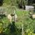 Lambs sheep ewes rams wethers 6 thumbnail