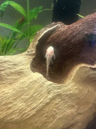 Albino Bristle nose plecos (Willis)63859316764803120