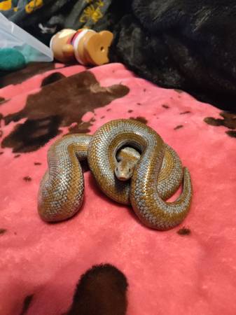 Reptiles for rehome (Se foster)64660881608194120