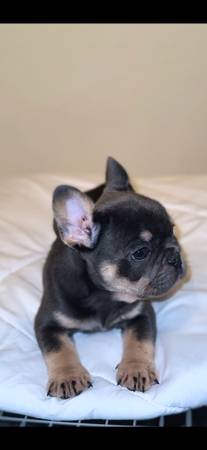 Looking for Home (walnut creek)634774940904971219