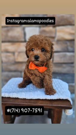 Poodles 1