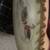 Large hand painted ceramic duck 3 thumbnail