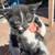 Cute well manored Black and White kitten Male 1 thumbnail