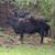 Bred cows 6 thumbnail