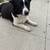 Stella 1 thumbnail