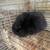 Rabbits 5 thumbnail