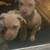 Full blooded pit bull puppies 2 thumbnail