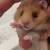 Hamsters 7 thumbnail