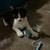 Sweet Tuxedo female kitten 1 thumbnail