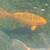 Jumbo koi 8 thumbnail