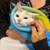 kitten 1 thumbnail