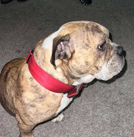 Cruce de Bully Inglés/Pocket de 4 años (Oakleaf)63682121531137122