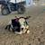 Mini Zebu Cows 1 thumbnail