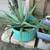 Aloe Vera Plant 28"t, Plant Only, NO CONTAINER 3 thumbnail