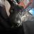 Mixed puppy 4 thumbnail