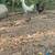Chicks 3 thumbnail