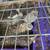 Coturnix Quail breeding pairs, trios and quartets 8 thumbnail
