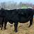 Soon-to-Calve Angus-Cross Cow 3 thumbnail