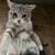 Cat 2 thumbnail