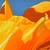 Alex Nizovsky - Californian Poppy #2 - Modern Floral Art USA 18"x24" 5 thumbnail