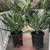 * blue chalk stick * curio repens senecio * ice plants *& more plants* 16 thumbnail
