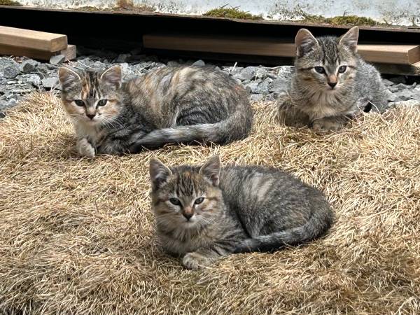 Barn -kittens 1