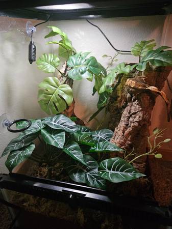 Crested Gecko w/ Tank (Milwaukie)63916334064770122