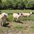 Mini Cattle Mini Donkeys Mini Horses 9 thumbnail