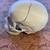 anatomical skull model 5 thumbnail