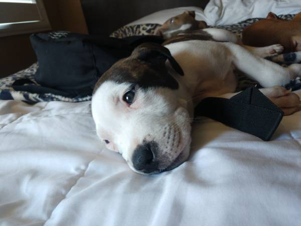 8 Week old female staffy- XL bully puppys (petaluma)64045596750594120
