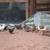 Future laying hens 3 thumbnail