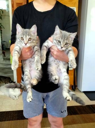 2 Beautiful Sister Kittens with Mommy (Sacramento)63679359453571120