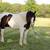 Gypsy pony cross gelding 6 thumbnail