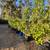 Ficus trees 5 thumbnail
