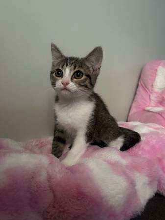 3 Kitten looking for furever home :) (Gallatin)64013262602114120